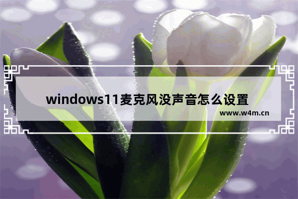 windows11麦克风没声音怎么设置 windows11麦克风用不了解决办法