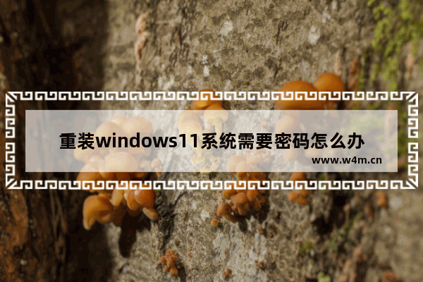 重装windows11系统需要密码怎么办 重装windows11系统需要密码的解决方法