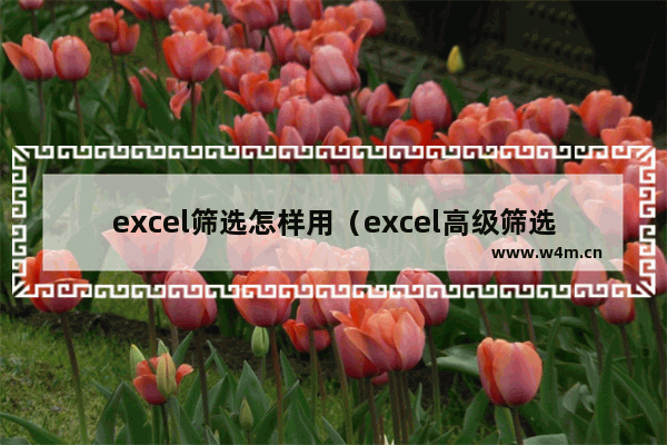 excel筛选怎样用（excel高级筛选的详细教程）