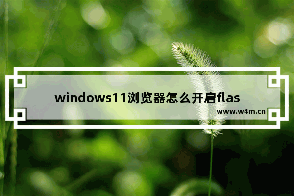 windows11浏览器怎么开启flash windows11浏览器如何开启flash