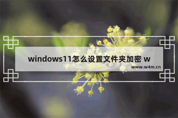 windows11怎么设置文件夹加密 windows11文件夹加密设置教程