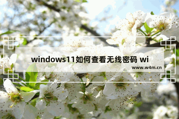 windows11如何查看无线密码 windows11怎么查看无线密码