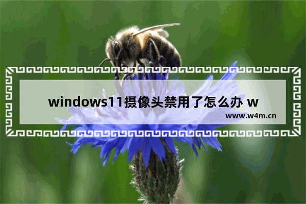 windows11摄像头禁用了怎么办 windows11系统禁用摄像头无法使用解决方法