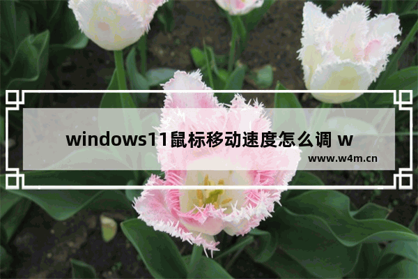 windows11鼠标移动速度怎么调 windows11鼠标移动速度调节方法一览