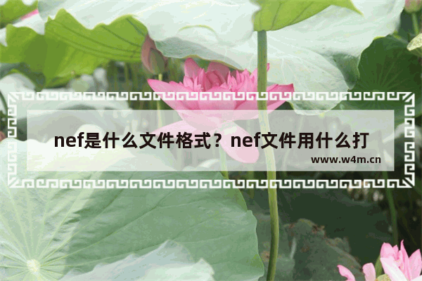 nef是什么文件格式？nef文件用什么打开？