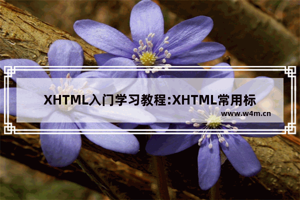 XHTML入门学习教程:XHTML常用标签