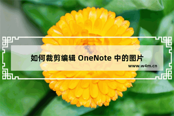 如何裁剪编辑 OneNote 中的图片