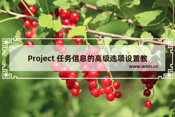 Project 任务信息的高级选项设置教程