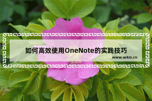 如何高效使用OneNote的实践技巧