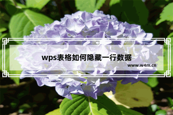 wps表格如何隐藏一行数据