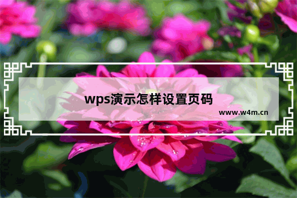 wps演示怎样设置页码