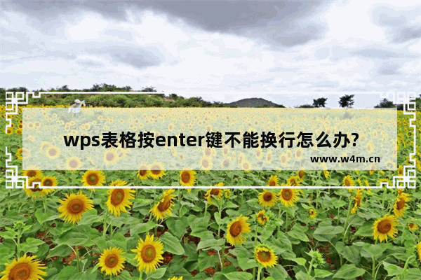 wps表格按enter键不能换行怎么办?