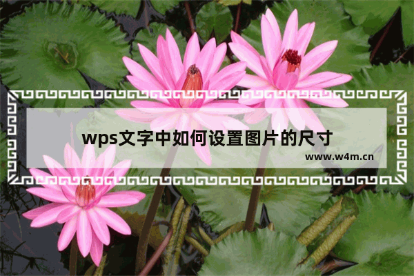 wps文字中如何设置图片的尺寸