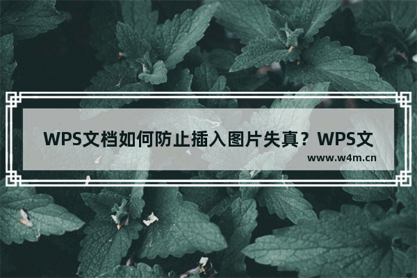 WPS文档如何防止插入图片失真？WPS文档防止插入图片失真的技巧