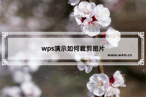 wps演示如何裁剪图片