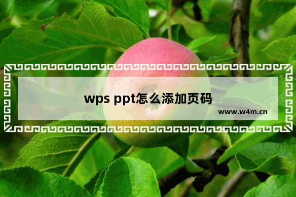 wps ppt怎么添加页码