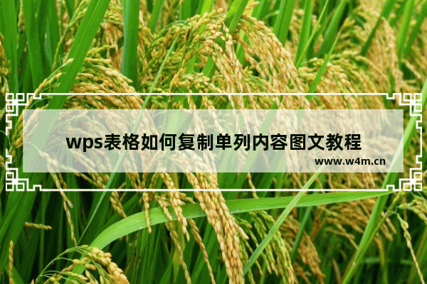 wps表格如何复制单列内容图文教程