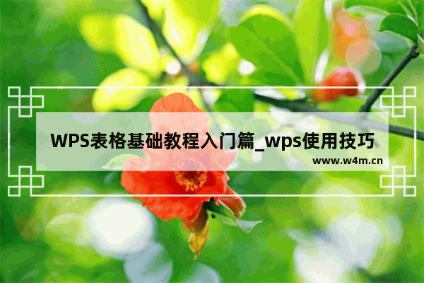 WPS表格基础教程入门篇_wps使用技巧