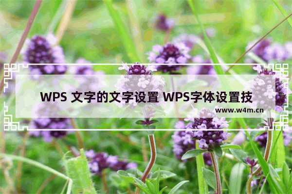 WPS 文字的文字设置 WPS字体设置技巧