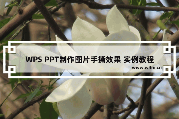 WPS PPT制作图片手撕效果 实例教程