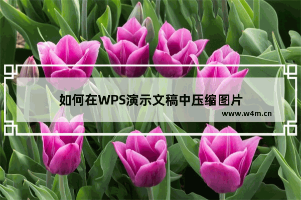 如何在WPS演示文稿中压缩图片