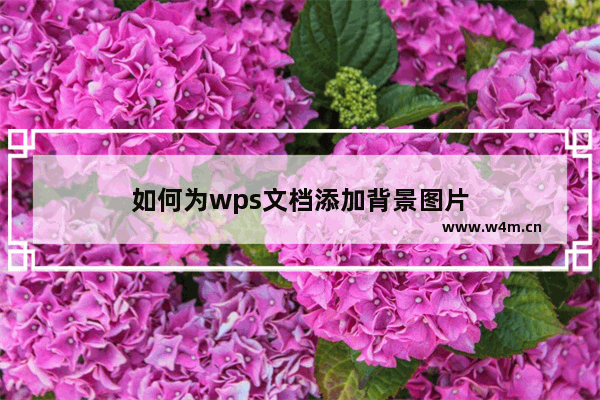 如何为wps文档添加背景图片