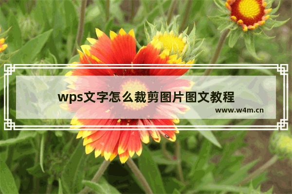 wps文字怎么裁剪图片图文教程