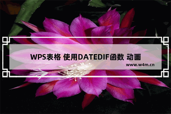 WPS表格 使用DATEDIF函数 动画教程