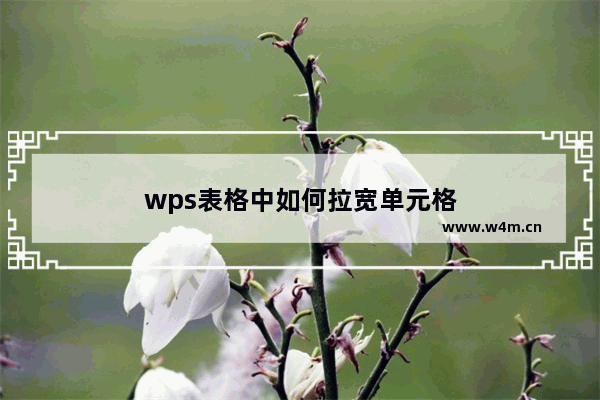 wps表格中如何拉宽单元格