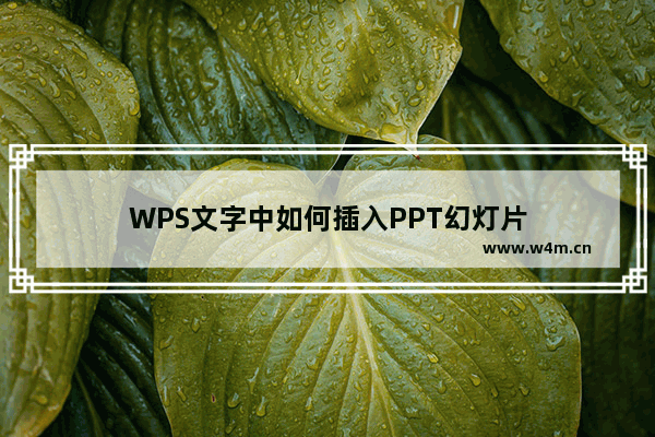 WPS文字中如何插入PPT幻灯片