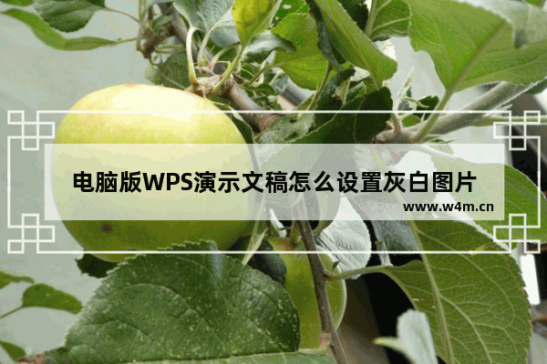 电脑版WPS演示文稿怎么设置灰白图片