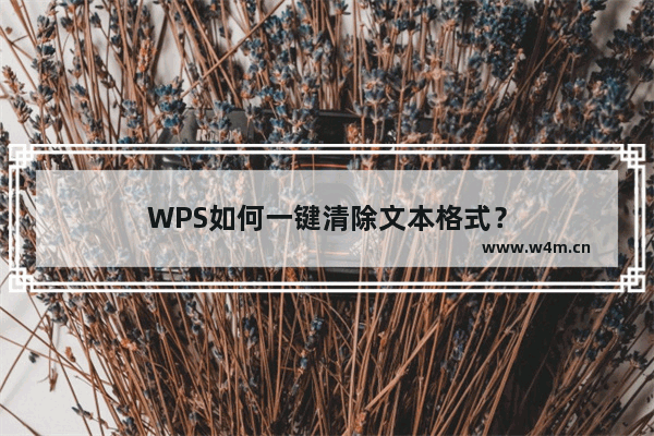 WPS如何一键清除文本格式？