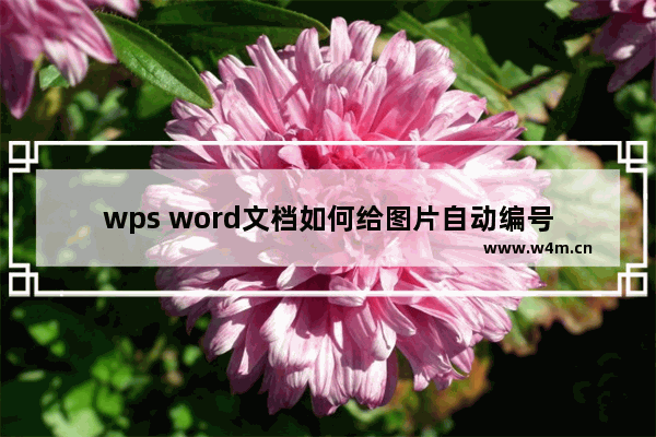 wps word文档如何给图片自动编号