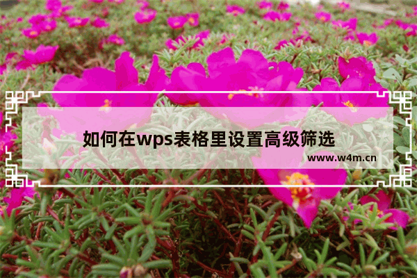 如何在wps表格里设置高级筛选