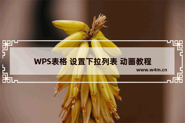 WPS表格 设置下拉列表 动画教程