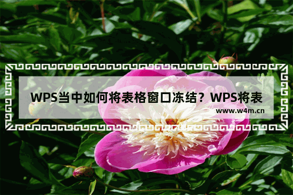 WPS当中如何将表格窗口冻结？WPS将表格窗口冻结的方法技巧