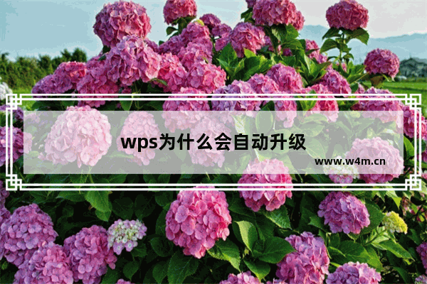 wps为什么会自动升级