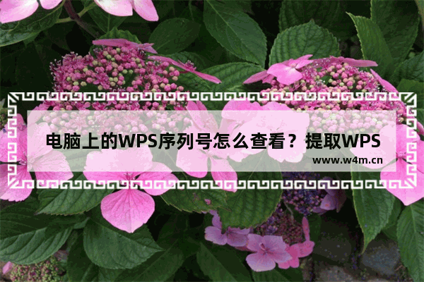 电脑上的WPS序列号怎么查看？提取WPS序列号的方法分享！