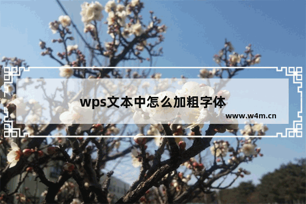 wps文本中怎么加粗字体