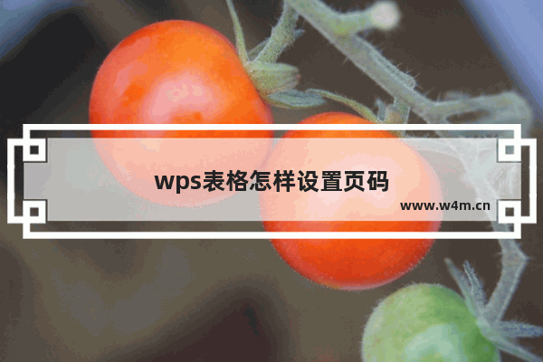 wps表格怎样设置页码