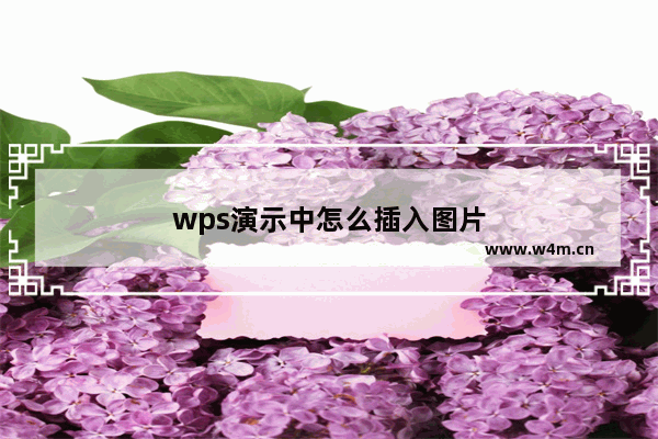 wps演示中怎么插入图片