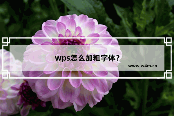 wps怎么加粗字体？