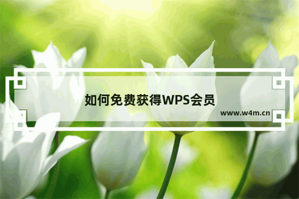 如何免费获得WPS会员