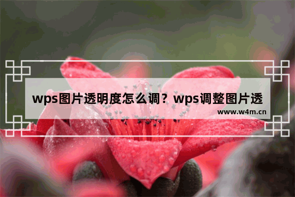 wps图片透明度怎么调？wps调整图片透明度的方法教程