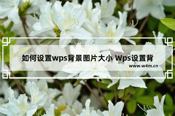 如何设置wps背景图片大小 Wps设置背景图片大小的方法