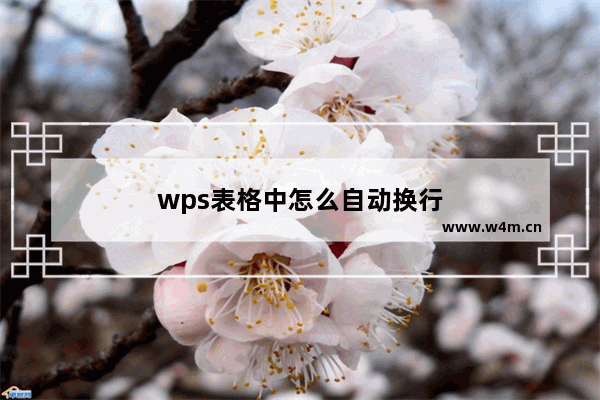 wps表格中怎么自动换行