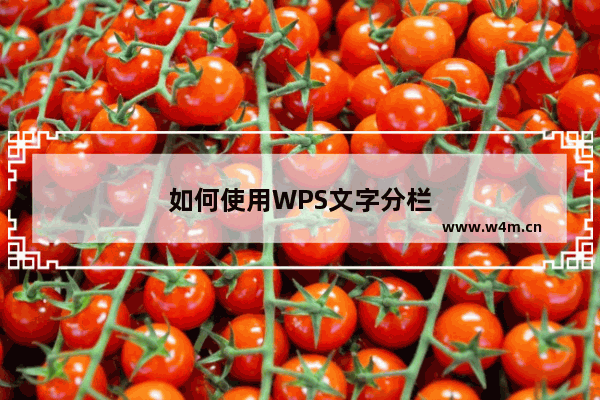 如何使用WPS文字分栏