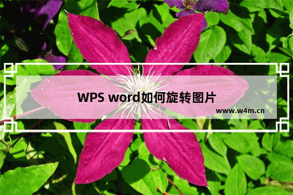 WPS word如何旋转图片