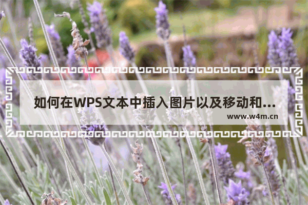 如何在WPS文本中插入图片以及移动和拖动图片