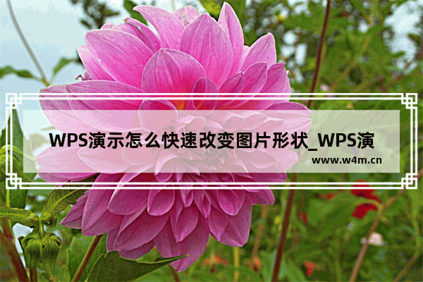 WPS演示怎么快速改变图片形状_WPS演示快速改变图片形状的方法